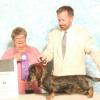 Jerry's first win, Hoosier Dachshund Club Specialty, August, 2009
